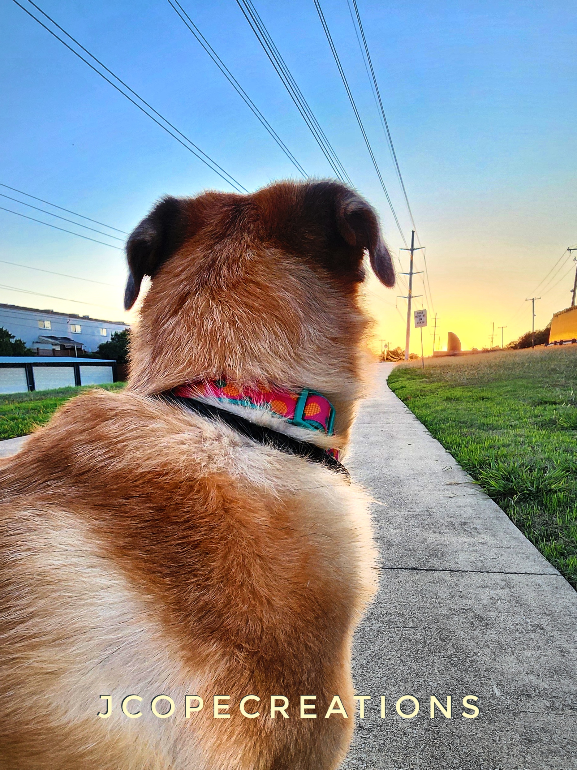 A dog's sunlight reflecting on its back on a path during sunset