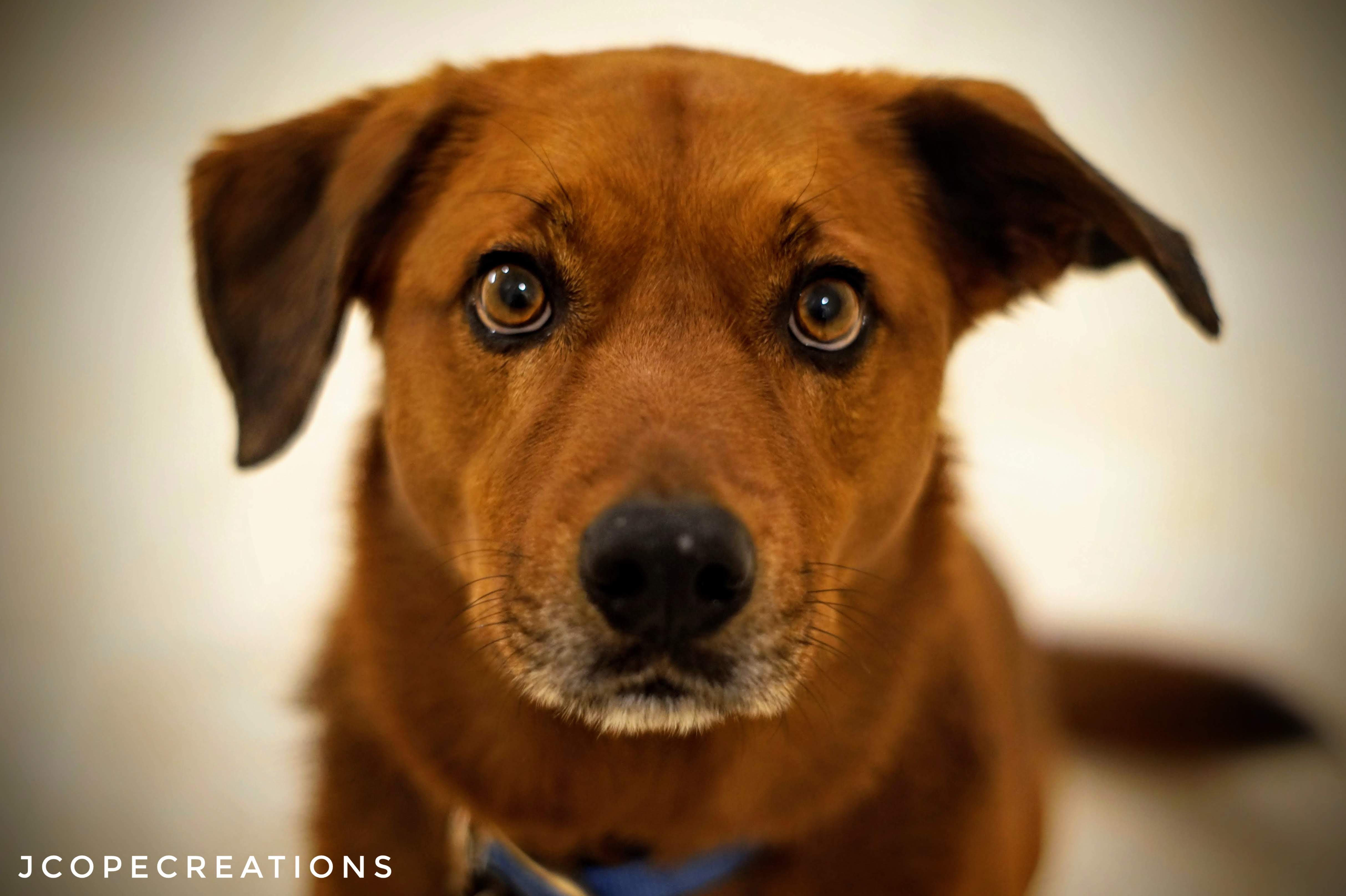 A golden dog looking straight into the camera