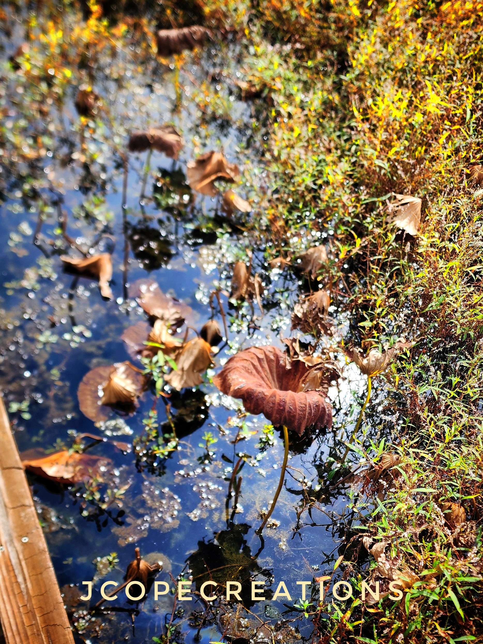 Pond water reflecting light, with autumn leaves