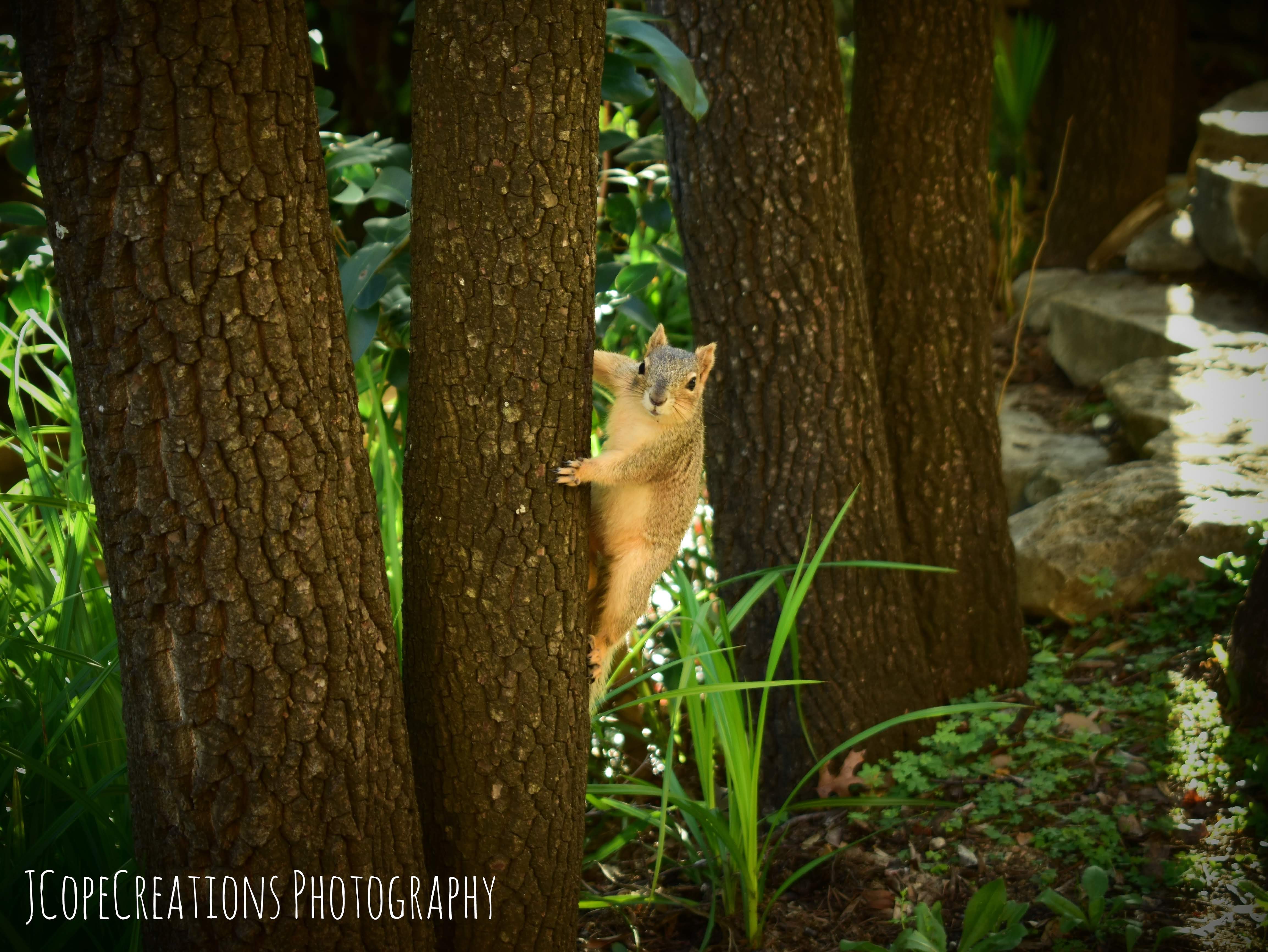 A squirrel looking at the camera while climbing a tree